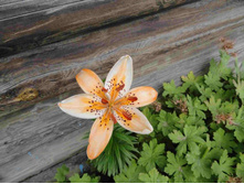 ����� ����� ��������.JPG