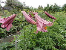 ����� ���� ���������.JPG