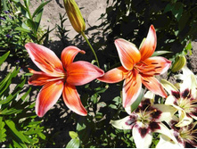 ����� Wine Electric