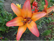 ����� ���� ������.JPG