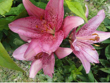 ����� ���� ��.JPG