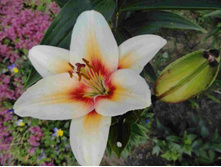 ����� �����.JPG