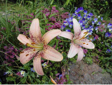 ����� ����������� ����.JPG