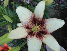 ����� ���� �������.JPG