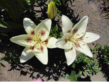 ����� ����������.JPG