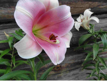 ����� ������� ����.JPG