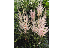 �������� 7.JPG