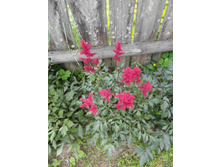 �������� ��������� ���- 80 ���. 1 ������� ����....