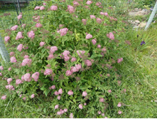 ������ �������� �������