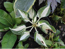 ����� ���� ��� ���.JPG