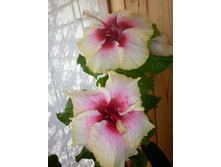 ������ Elegant Lady