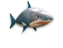 shark2.png