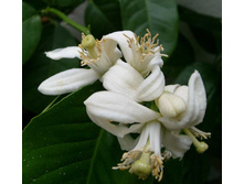 ��������� ����