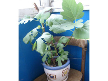 ����� �����. ��� ����� 