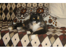 ������ � ���������