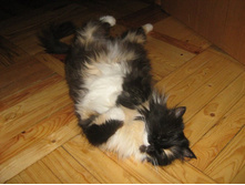 ������� ��� 