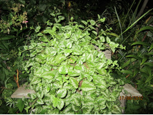 ��������-����������, �������������� ��������