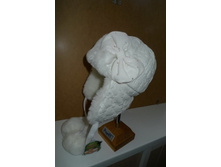 ���-��  � �������� 5 ���� ������ �������