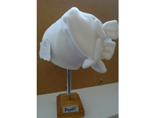 ���-��  � �������� 5 ���� ������ �������