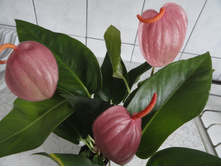 �������� ������� ���������- �� - 350  ���.