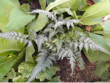 ���������� �������� ���.JPG