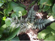 ����������  ������.JPG