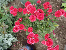 ���� ������.JPG