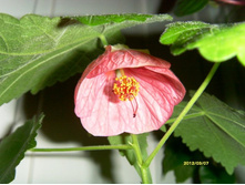 �������� �������.JPG