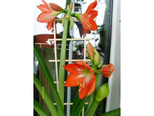 ���� ������������.JPG