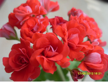 ������� anntim