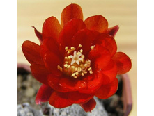 R.heliosa v.condorensis 03.05.2010