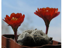 R.heliosa v.condorensis 03.05.2010