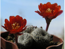 R.heliosa v.condorensis 03.05.2010