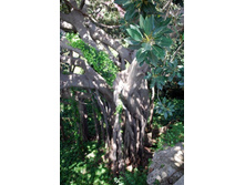 ��������. ��������������� ���� ��������. ������� ������