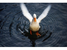 ��������. ������ �������. ����