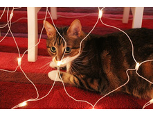 � ���� ���������� ����������.jpg