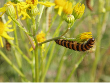 ���� 5207.jpg