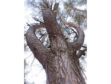 ����������� 113.jpg