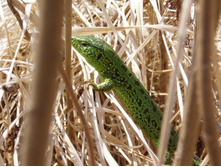 ���� 014.jpg