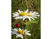 ���� 087.jpg