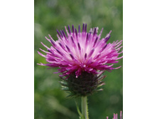 ���� 129.jpg