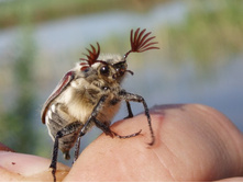 ���� 5115.jpg