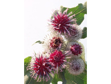 ���� 5224.jpg