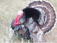 ���� 5236.jpg