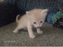 ����,������ ����� ����� ��������