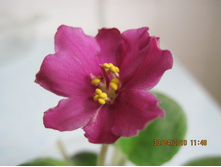 �������� ��������