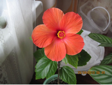 �������� ������