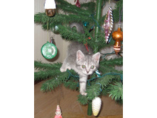 ������� ���������� �����