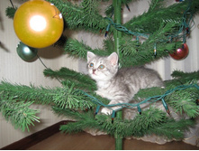 � ��� ��� ����� ������ � ���������?