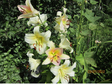 ����� ����� �\'��